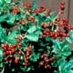 Thumbnail picture closeup of European Cranberrybush Viburnum (Viburnum opulus) showing red berry clusters of fruit  Select for larger images and more information.