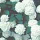 Thumbnail picture closeup of Japanese Snowball Viburnum (Viburnum placatum) showing snowball-like white flowers  Select for larger images and more information.
