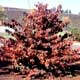 Thumbnail picture of Doublefile Virburnum (Viburnum plicatum var. tomentosum) shrub in maroon fall color  Select for larger images and more information.