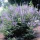 Thumbnail picture of Chastetree (Vitex agnus-castus) shrub with purple flowers  Select for larger images and more information.