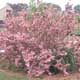 Thumbnail picture of Weigela (Weigela florida) shrub covered in pink flowers  Select for larger images and more information.