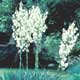 Thumbnail picture of Yucca (Yucca filamentosa) white flower panicles.  Select for larger images and more information.