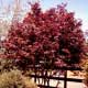 Thumbnail picture of Redleaf Japonese Maple. Select for larger images.