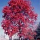 Thumbnail picture of Red Maple (Acer rubrum) tree in red fall color  Select for larger images and information.