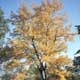 Thumbnail picture of Silver Maple (Acer saccharinum) tree in yellowish fall color  Select for larger images and information.