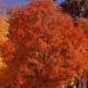 Thumbnail picture of Sugar Maple (Acer saccharum) tree in bright orange fall color  Select for larger images and information.