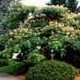 Thumbnail picture of Mimosa tree (Albizia julibrissin) with summer pink flowers  Select for larger images and information.