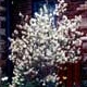 Thumbnail picture of Shadblow (Amelanchier canadensis) tree in white spring fowers.  Select for larger images and information.