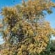 Thumbnail picture of River Birch (Betula nigra) tree in yellowish fall color  Select for larger images and information.