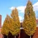 Thumbnail picture of Fastigiate European Hornbeam trees (Carpinus betulus 'Fastigiata') in yellowish fall color  Select for larger images and information.