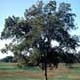 Thumbnail picture of Pecan (Carya illinoinensis) tree.  Select for larger images and information.