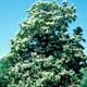 Thumbnail picture of Northern Catalpa (Catalpa speciosa) tree.  Select for larger images and information.