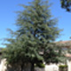 Thumbnail picture of Atlas Cedar (Cedrus atlantica) tree form  Select for larger images and information.