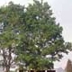 Thumbnail picture of Southern Hackberry (Celtis laevigata) tree.  Select for larger images and information.