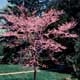 Thumbnail picture of Eastern Redbud tree (Cercis canadensis) in pink spring flowers  Select for larger images and information.