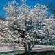 Thumbnail picture of Eastern Dogwood tree (Cornus florida) in white spring flowers  Select for larger images and information.