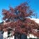 Thumbnail picture of Washington Hawthorn (Crataegus phaenopyrum) tree in red fall color  Select for larger images and more information.