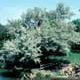 Thumbnail picture of Russian-olive (Elaeagunus angustifolia) tree.  Select for larger images and more information.