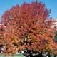 Thumbnail picture of White Ash (Fraximus americana) tree in orange fall color  Select for larger images and more information.