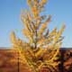 Thumbnail picture of Ginkgo (Ginkgo biloba) tree in yellow fall color  Select for larger images and more information.