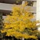 Thumbnail picture of Thornless Common Honeylocust (Gleditsia triacanthos var. inermis) tree in yellow fall color  Select for larger images and more information.