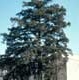 Thumbnail picture of Eastern Redcedar (Juniperus virginiana) tree.  Select for larger images and more information.