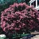 Thumbnail picture of Crapemyrtle (Lagerstroemia indica).  Select for larger images and more information.