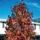 Thumbnail picture of Sweetgum (Liquidambar styraciflua) tree in fall red and yellow colors.  Select for larger images and more information.