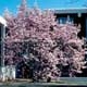 Thumbnail picture of Saucer Magnolia (Magnolia x soulangiana) tree in early spring pink and white flowers  Select for larger images and more information.