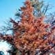 Thumbnail picture of Dawn Redwood Dawn Redwood (Metasequoia glyptostroboides) tree.  Select for larger images and information. 