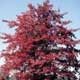 Thumbnail picture of Blackgum (Nyssa sylvatica) tree in red fall color Select for larger images and information.