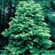 Thumbnail picture of Sourwood (Oxydendrum arboreum) tree.  Select for larger images and more information.