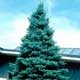 Thumbnail picture of Colorado Blue Spruce (Picea pungens f. glauca).  Select for larger images and more information.