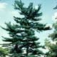 Thumbnail picture of Eastern White Pine (Pinus strobus) tree.  Select for larger images and more information.