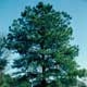 Thumbnail picture of Loblolly Pine (Pinus taeda) tree.  Select for larger images and more information.