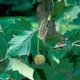 Thumbnail picture of American Sycamore (Plantanus occidentalis) fruit and leaves Select for larger images and information.