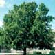 Thumbnail picture of London Planetree (Plantanus x acerifolia) tree.  Select for larger images and more information. 