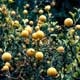 Thumbnail picture of Hardy-Orange (Poncirus trifoliata) limbs bearing orange fruit  Select for larger images and more information.