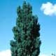 Thumbnail picture of Lombardy Poplar (Poplus nigra 'Italica') tree.  Select for larger image and more information.
