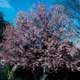 Thumbnail picture of Purpleleaf Plum (Prunus cerasifera 'Atropurpurea') tree with pink spring flowers  Select for larger images and more information.