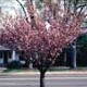 Thumbnail picture of Flowering Cherry (Prunus serrulata 'Kwanzan') tree.  Select for larger images and more information.