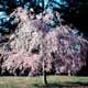 Thumbnail picture of Weeping Higan Cherry (Prunus subhiertella 'Pendula') tree with pink spring flowers  Select for larger images and more information.