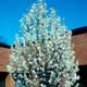 Thumbnail picture of Callery Pear (Pyrus calleryana) tree with white spring flowers Select for larger images and information.