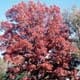 Thumbnail picture of White Oak (Quercus alba) tree in dull orange fall color  Select for larger images and more information.