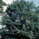 Thumbnail picture of Water Oak (Quercus Nigra) tree.  Select for larger images and more information.