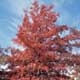 Thumbnail picture of Pin Oak (Quercus palustris) tree in red fall color  Select for larger images and more information.