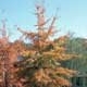 Thumbnail picture of Willow Oak (Quercus phellos) tree in orange fall color  Select for larger images and more information.