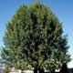 Thumbnail picture of English Oak (Quercus robur) tree.  Select for larger image.