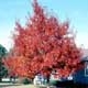 Thumbnail picture of Northern Red Oak (Quercus rubra) tree in fall color  Select for larger images and more information. 