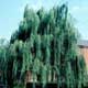 Thumbnail picture of Weeping Willow (Salix alba 'Tristis') tree.  Select for larger image and more information.